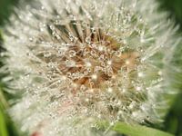 Pluizenbol (2)