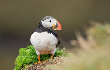 Papegaaiduiker op een rots van Menno Schaefer