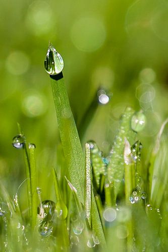 Dauw op het gras