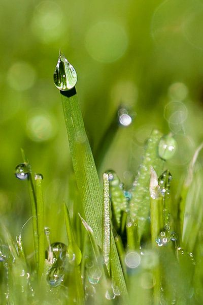 Dauw op het gras by Hein Rozema