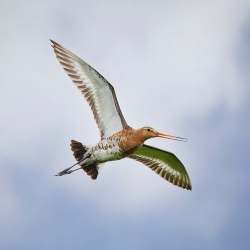 Vliegende Grutto (vierkant)