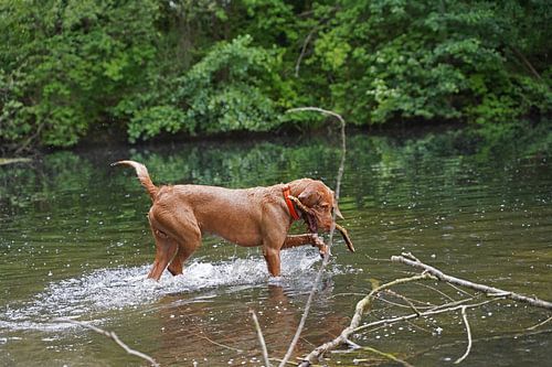 Waterspelletjes aan het meer met een bruine Magyar Vizsla draadhaar.