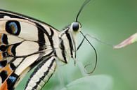 Tropisch vlinderfestival van Chris Heijmans thumbnail