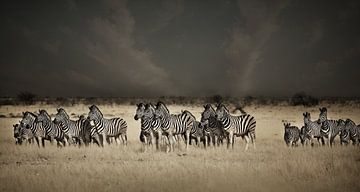 Zebra's onder de storm