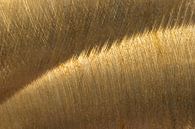 Polished gold by Patty Elferink thumbnail