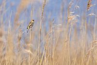 Schilfrohrsänger im Schilf im Frühling