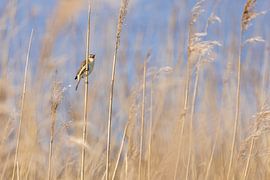 Phragmite des roseaux dans les roseaux au printemps