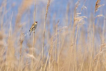 Reed warbler in the reeds in spring