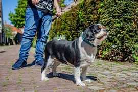 Lady by Joy Droogsma