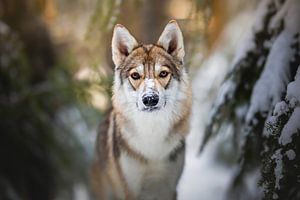 Portrait d'un chien-loup (Tamaskan) dans la neige sur Lotte van Alderen