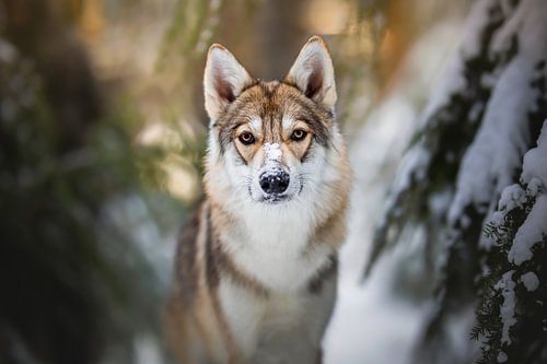 Wolfshund (Tamaskan) Porträt im Schnee von Lotte van Alderen
