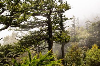 Bomen op Fuji, Japan