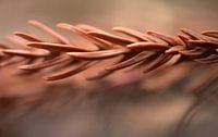 Beautiful needles