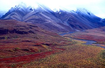 Alaska, Denali National Park van Paul van Gaalen, natuurfotograaf