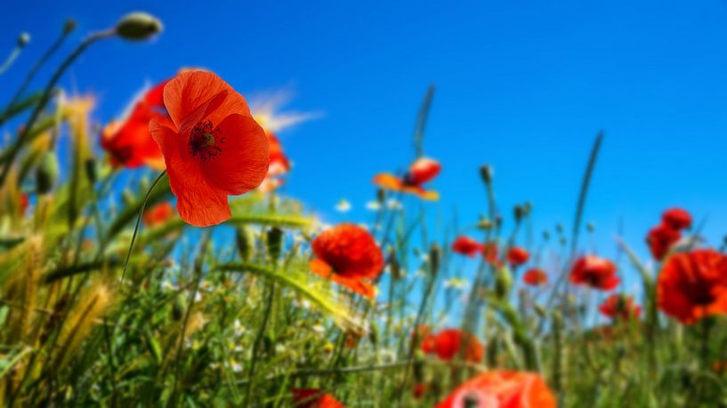 klaprozen zomerweide van Dörte Bannasch