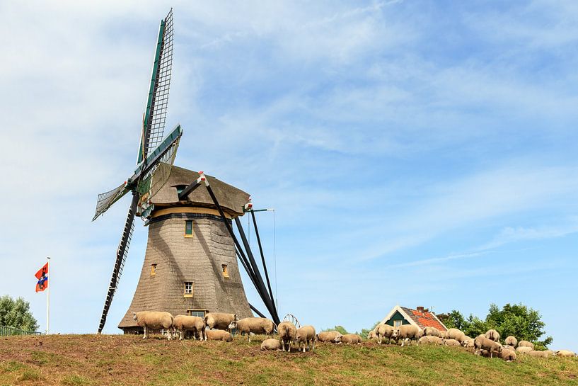 Moppemolen met schapen op de dijk by Dennis van de Water