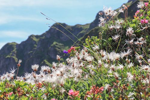 Beauté des montagnes