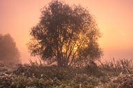 Mistige zonsopkomst met mooie pastel kleuren van Rick van de Kraats thumbnail
