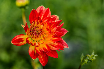 oranje