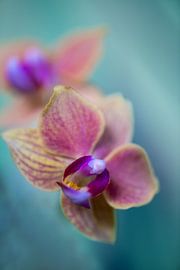 Phaleanopsis Orchid by Steffen Gierok