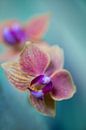 Phaleanopsis Orchideeën van Steffen Gierok thumbnail