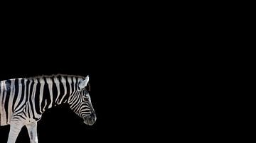 Zebra op zwart (lang) van Mario van Telgen