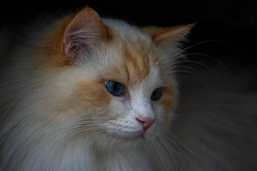 le chat philosophe van Reinier de Rooie