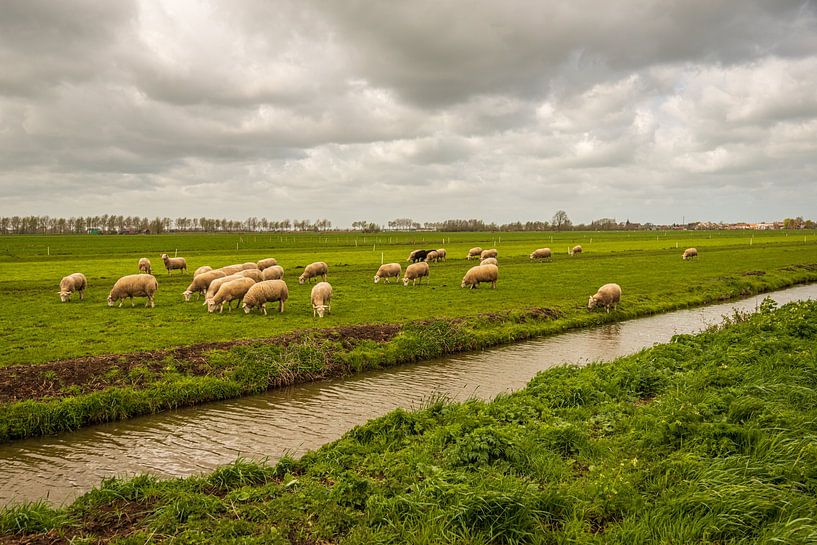 Dutch polder landscape with grazing sheep by Ruud Morijn