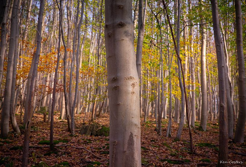 Eifel trees by Ken Costers