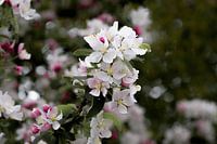 Joli gros plan d'un cerisier en fleurs.