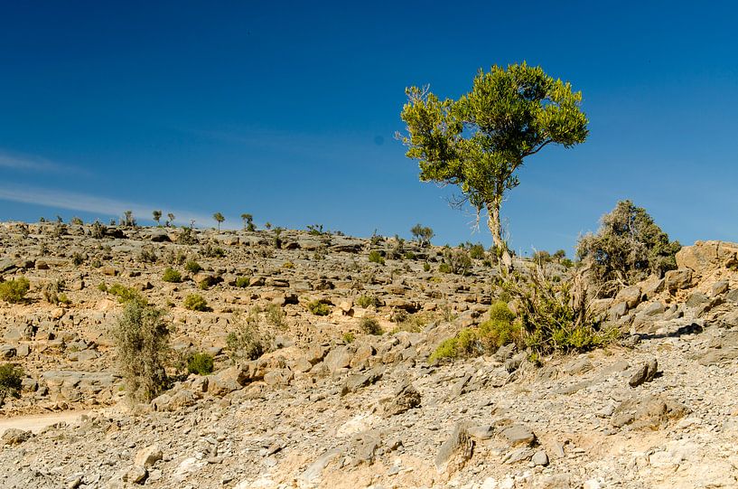 Oman - Djabal Sjams, at the top by Jack Koning