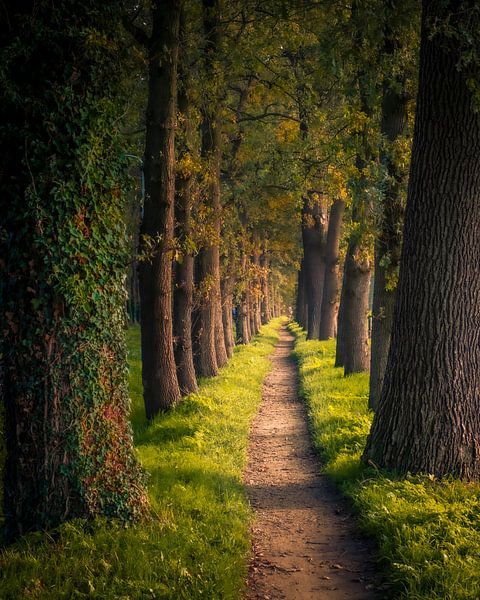 Im Licht wandeln von Hans Brasz