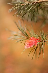 Feuilles d'automne rouges et humides dans un pin avec un bokeh d'automne chaud sur Mayra Fotografie