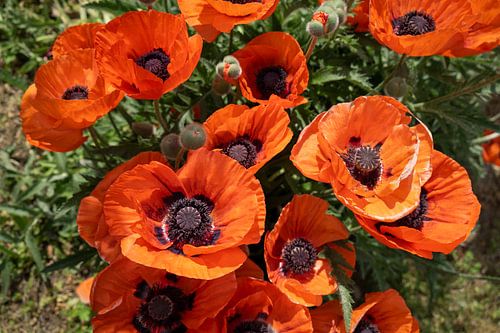 Rode klaprozen in de zomerweide