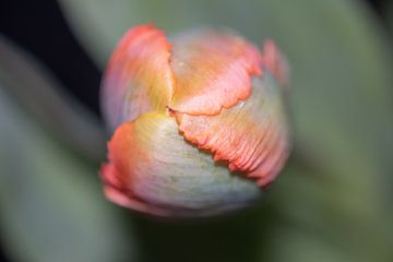 Spitze einer Tulpe von Karin Tebes