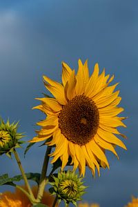 Sonnenblume