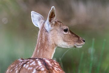 Fallow deer in grasslands by Erwin Gorter