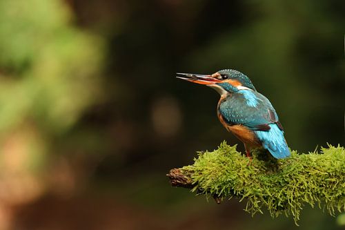 Geslaagde jacht van Daniëlle Eibrink Jansen