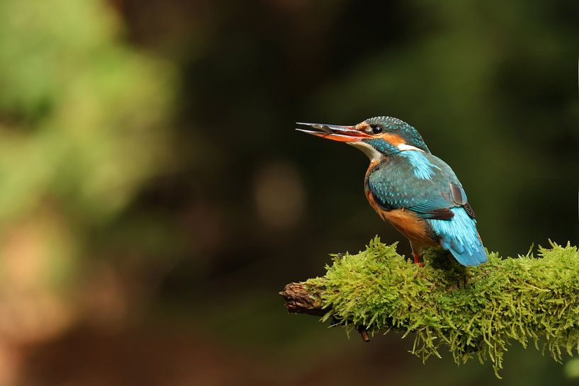 Successful hunt by Daniëlle Eibrink Jansen