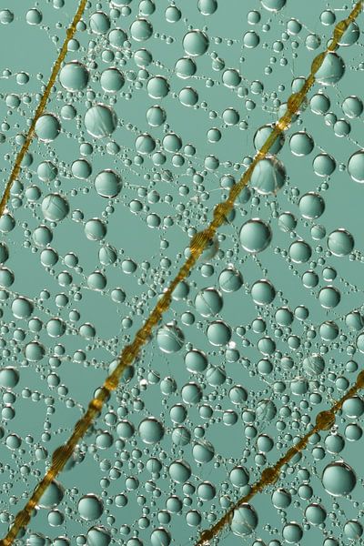 Abstract close-up from nature by Marjolijn van den Berg