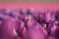 Paarse tulpen van Kim de Been thumbnail