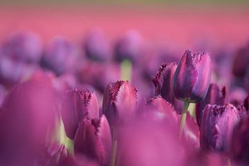 Paarse tulpen van Kim de Been