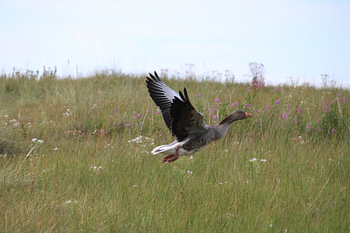 Greylag goose in flower-filled dune grass