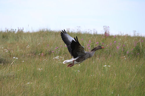 Oie cendrée dans les dunes couvertes d'herbes fleuries