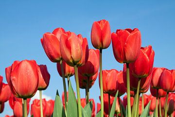 Zonnige rode tulpen van Monique Hassink