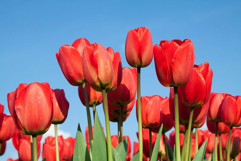 Zonnige rode tulpen van Monique Hassink