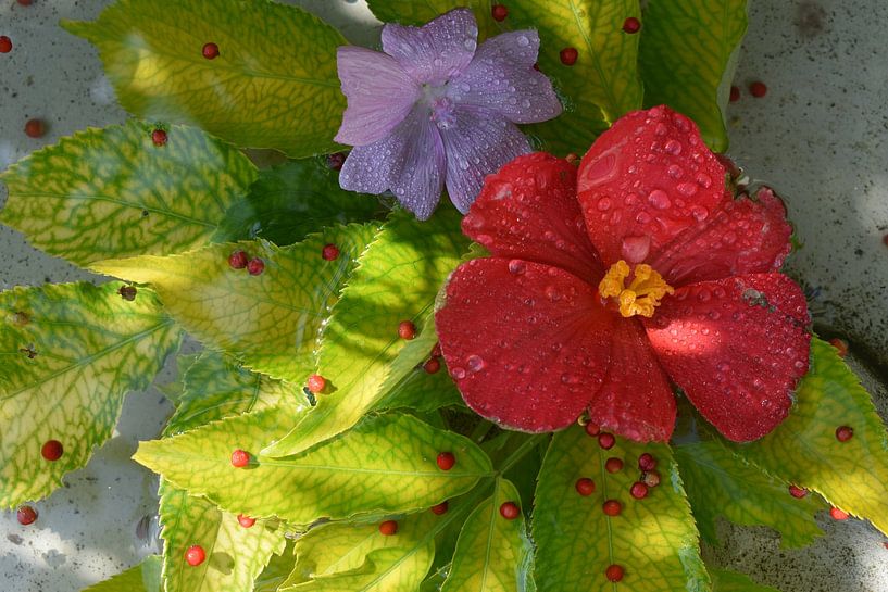 Flowers in a pool of water by Claude Laprise