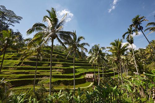 Tegallalang, Ubud, Bali. The most dramatic and spectacular rice terraces in Bali