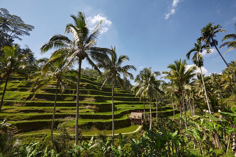 Tegallalang, Ubud, Bali. Les rizières en terrasses les plus spectaculaires de Bali par Tjeerd Kruse