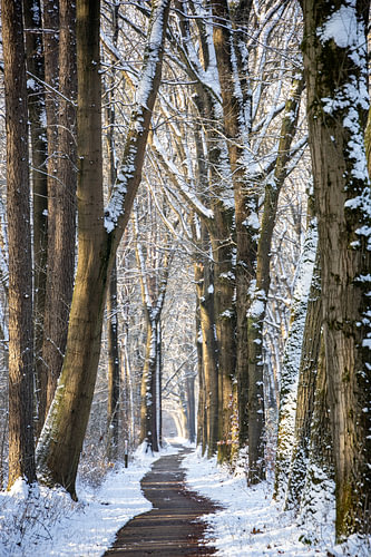 Kronkelend door het besneeuwde bos